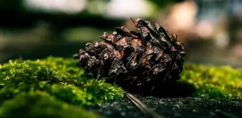 Сосновая шишка, чтобы знать, когда поливать растения
