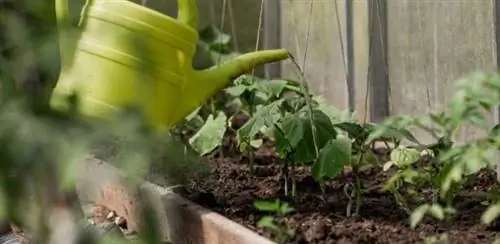 Как понять, что нужно полить растение?