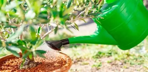 И последний совет: полив в зависимости от сезона.