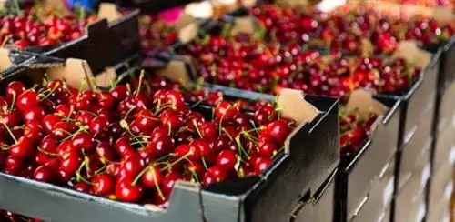 Какова польза от употребления вишни?