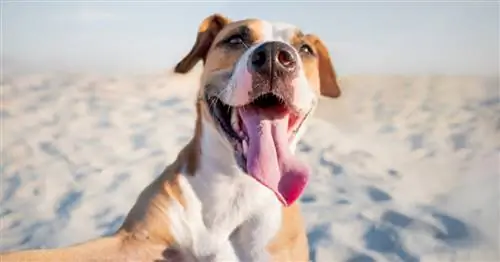 Как защитить собаку от жары?