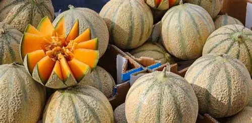 выбирайте дыню Шаранте с умом