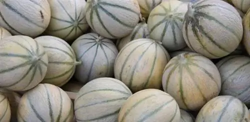 Палатка с дынями Шаранте