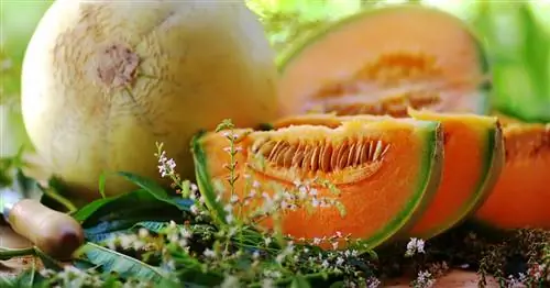 Настоящая шарантская дыня