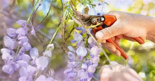 Кустарники и вьющиеся растения, которые нельзя забывать обрезать в июле.