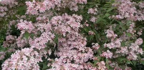 Кольквиция (Kolkwitzia amabilis)