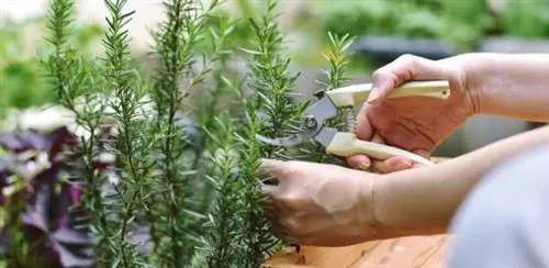 Кусты, которые нужно обрезать в июле