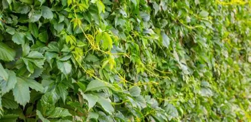 Вьющиеся растения, которые нужно обрезать в июле