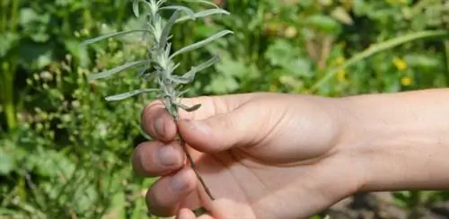 Лаванда (Lavandula) Для этого ароматного растения возьмите черенки длиной 10 см, без цветков, но с небольшим количеством листьев. Посадите их в смесь почвенной смеси и песка, в тени и защищенном от ветра месте.