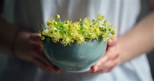 Узнайте все о пользе и удовольствии лайма