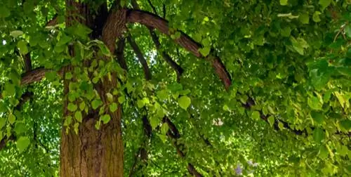 липовый лист