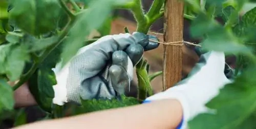 Разложите помидоры