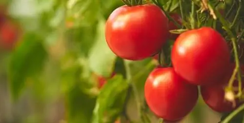 Урожай помидоров