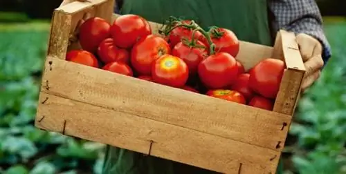 Советы по помидорам