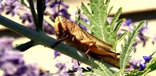 песня цикад летом