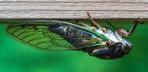 цикада летом