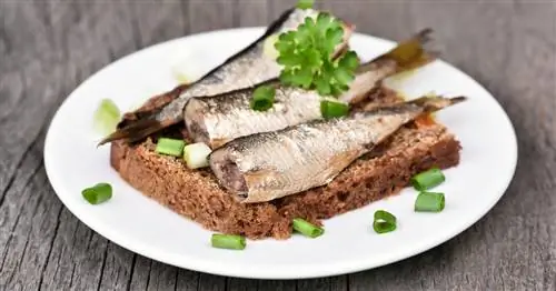 Любимая рыба по мнению профессора Гарварда