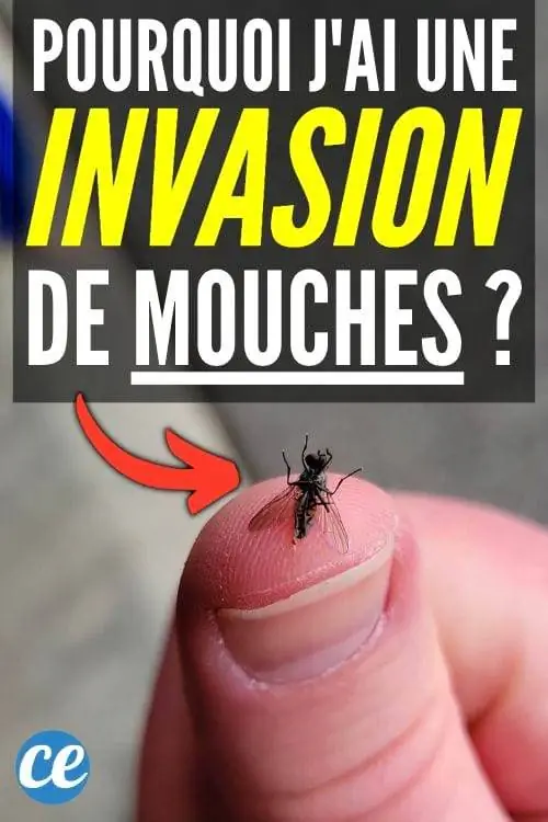 Каковы причины нашествия мух и как с ними бороться?