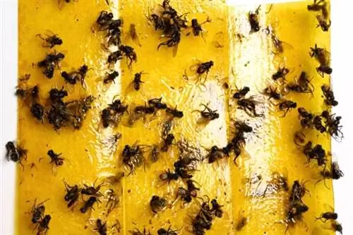 Бумага для мух очень эффективна в борьбе с мухами.