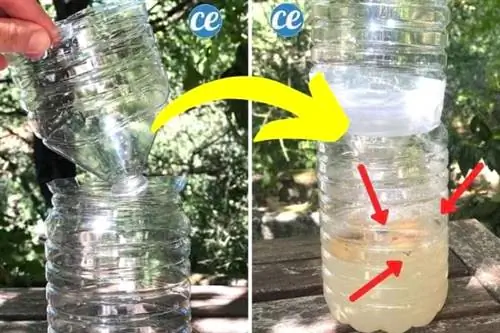 Самодельная ловушка для мух за 1 минуту.