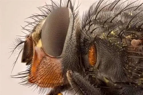 Муха может отложить сто яиц за один день.