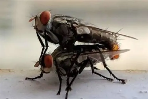 За свою короткую жизнь мухи могут размножаться до 1000 раз.