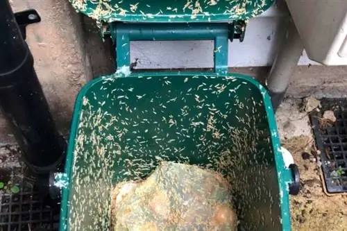 Часто мухи откладывают яйца в мусорные баки.