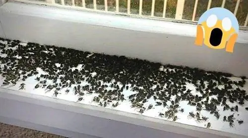 Почему у меня есть Fly Swarm? И что делать, чтобы от него избавиться?