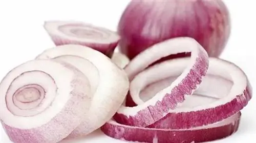 3 совета, как хранить нарезанный лук так, чтобы не засорить холодильник