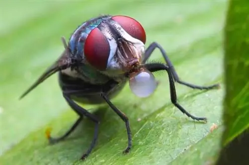 Мухи выделяют слюну на пищу, чтобы поглотить ее.