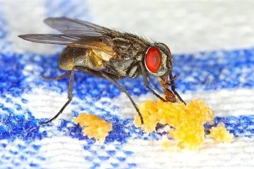 Стоит ли выбрасывать еду, к которой прикоснулась муха?