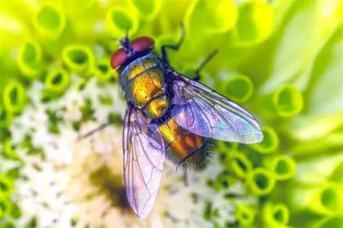 Мухи опыляют цветы, как пчелы и бабочки.