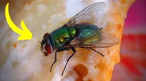 Нужно ли выбрасывать еду, если на нее села муха?