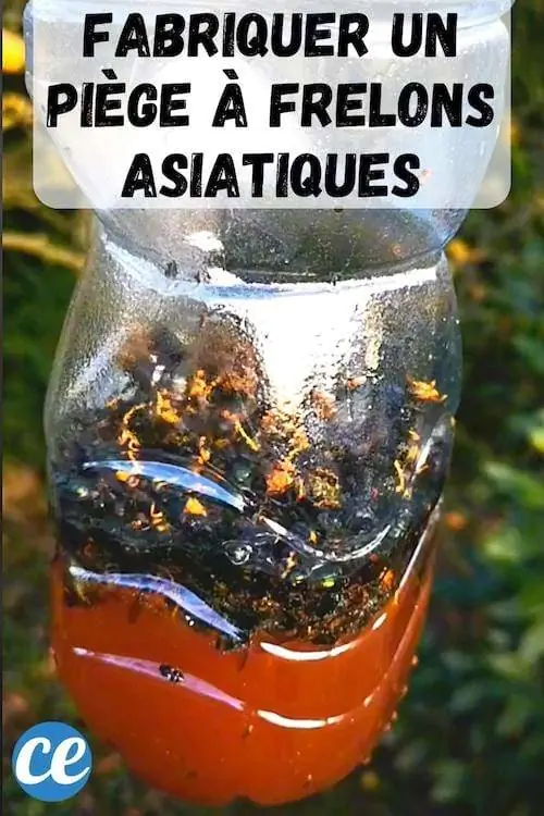 Ловушка для шершней, полная насекомых, по домашнему и натуральному рецепту