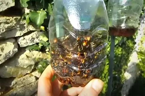 Ловушка для азиатских шершней, полная насекомых