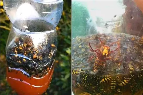 Ловушка, полная азиатских шершней, которых нужно положить в компост