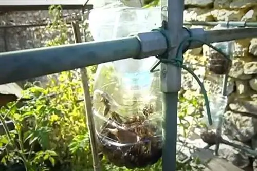 Где поставить ловушку на азиатского шершня? Около 2 метров в высоту