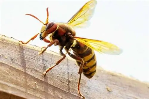 Азиатский шершень, которого можно вывести с помощью ловушки для шершней