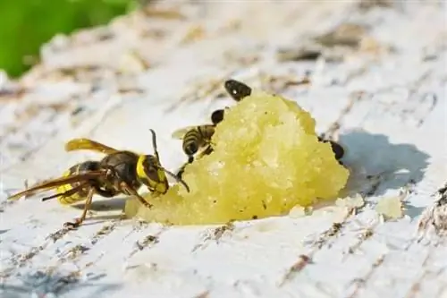 Шершень, который ест мед и нападает на пчел