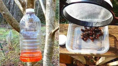Как сделать эффективную ловушку для азиатских шершней (из 1 пластиковой бутылки)