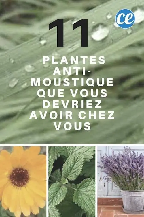 растения от комаров, которые можно поставить дома