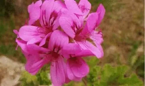 герань хорошее средство от комаров