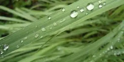 Эффективна ли цитронелла для отпугивания комаров?