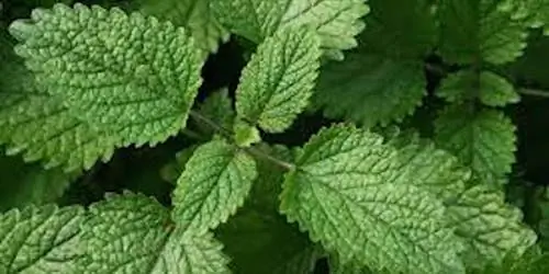 Знаете ли вы, что мелисса лимонная является эффективным средством от комаров?