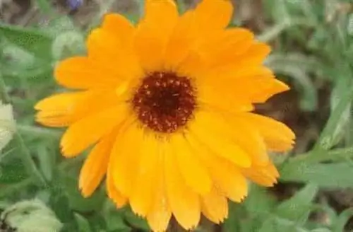 цветок календулы отпугивающий комаров