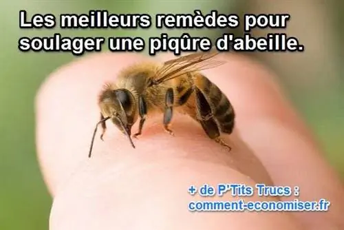 пчела как облегчить жало