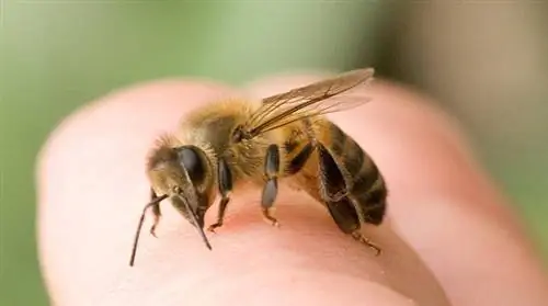 Пчелиный укус: 14 лучших средств, которые вы должны знать
