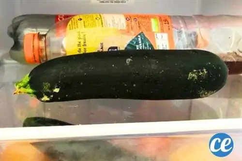 целые кабачки хранить в холодильнике