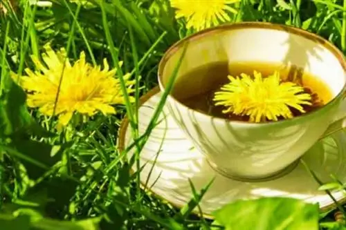 Травяной чай из одуванчика для борьбы с задержкой воды