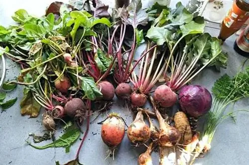 Несколько свеклы разных цветов